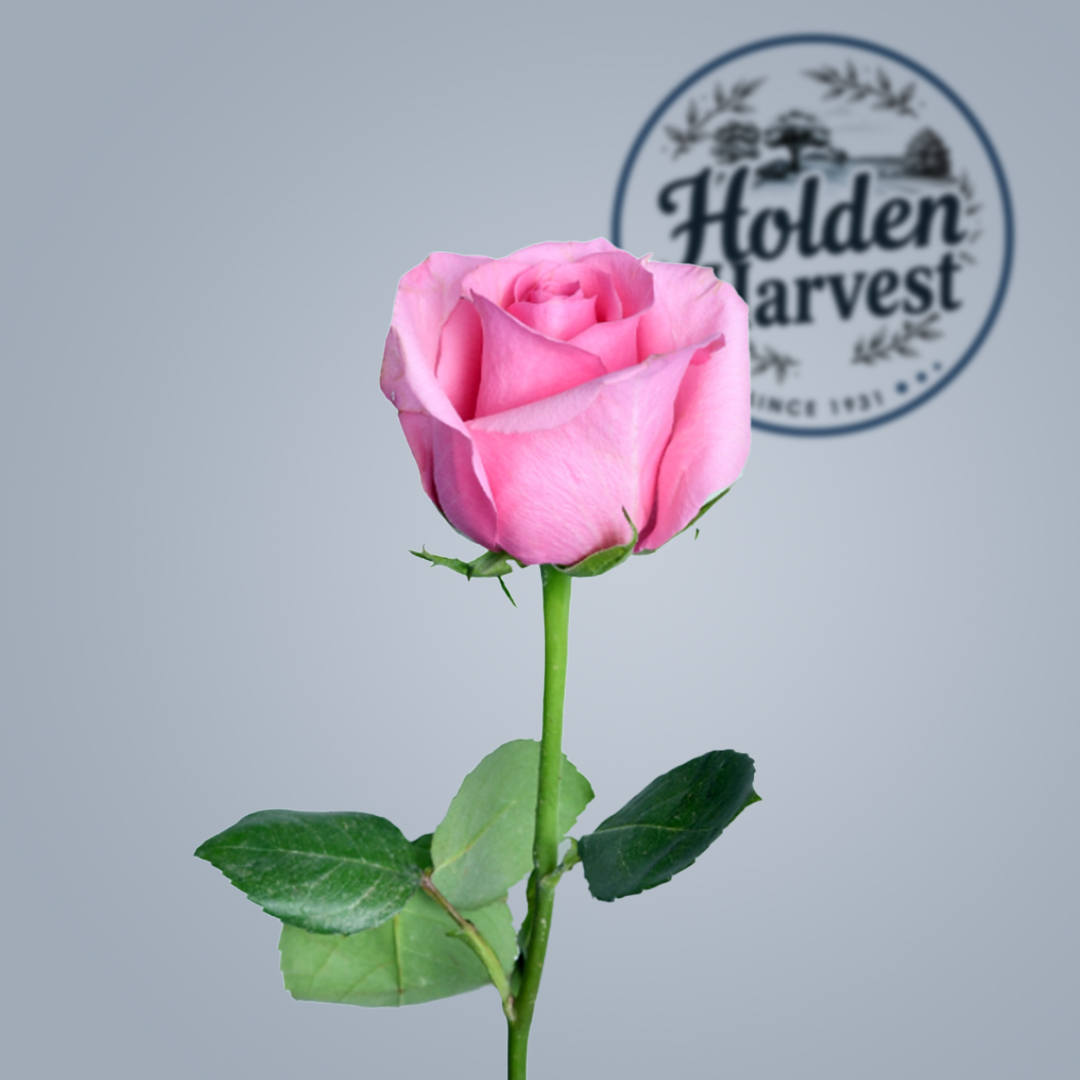 Holden Harvest Rose